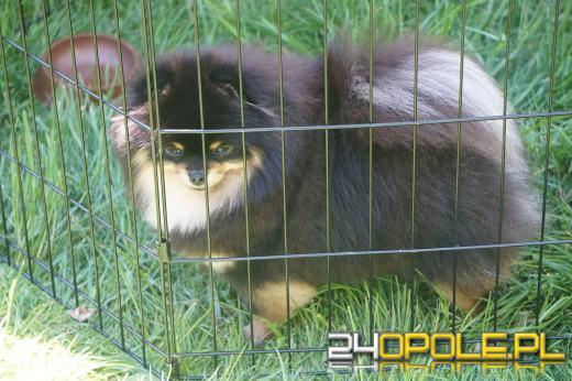 Wystawa  psów w Mosznej. Bajkowa sceneria przyciąga miłośników czworonogów