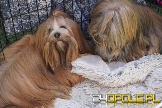 Wystawa  psów w Mosznej. Bajkowa sceneria przyciąga miłośników czworonogów