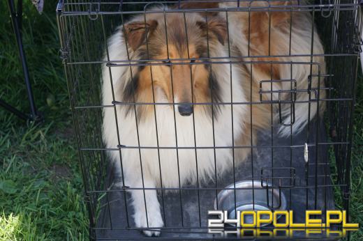 Wystawa  psów w Mosznej. Bajkowa sceneria przyciąga miłośników czworonogów