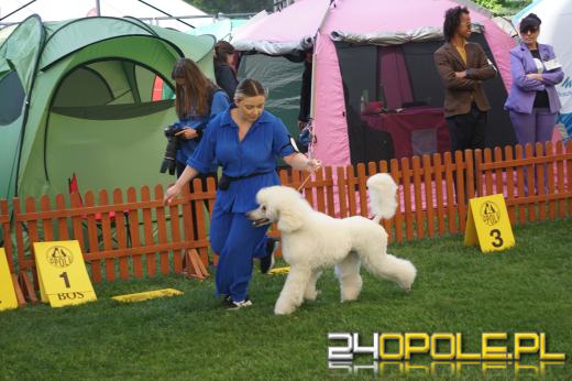 Wystawa  psów w Mosznej. Bajkowa sceneria przyciąga miłośników czworonogów
