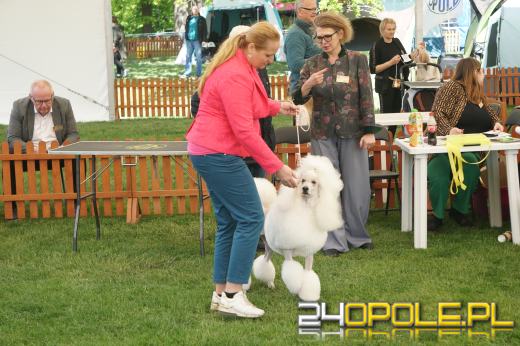 Wystawa  psów w Mosznej. Bajkowa sceneria przyciąga miłośników czworonogów