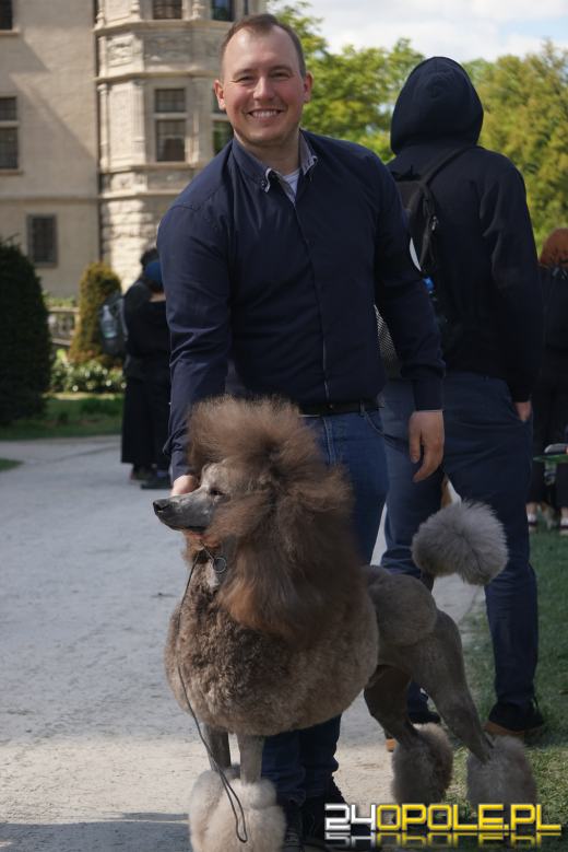 Wystawa  psów w Mosznej. Bajkowa sceneria przyciąga miłośników czworonogów