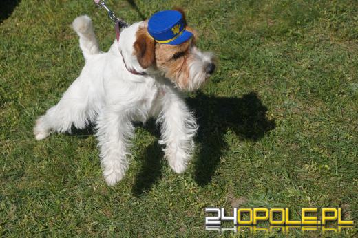 Wystawa  psów w Mosznej. Bajkowa sceneria przyciąga miłośników czworonogów