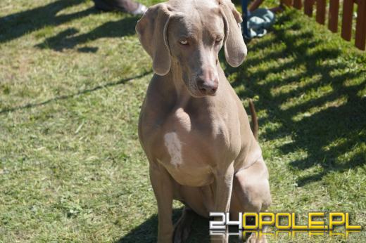 Wystawa  psów w Mosznej. Bajkowa sceneria przyciąga miłośników czworonogów