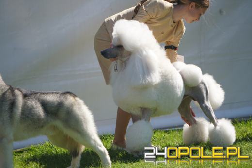 Wystawa  psów w Mosznej. Bajkowa sceneria przyciąga miłośników czworonogów