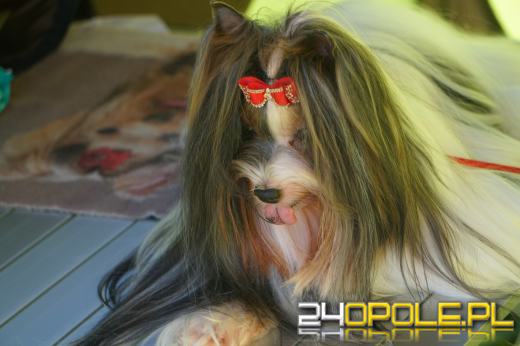 Wystawa  psów w Mosznej. Bajkowa sceneria przyciąga miłośników czworonogów