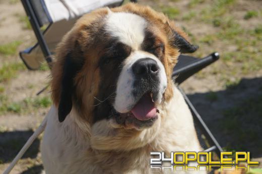 Wystawa  psów w Mosznej. Bajkowa sceneria przyciąga miłośników czworonogów