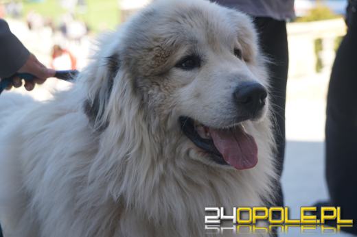 Wystawa  psów w Mosznej. Bajkowa sceneria przyciąga miłośników czworonogów