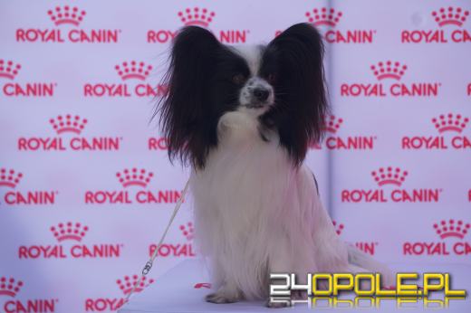 Wystawa  psów w Mosznej. Bajkowa sceneria przyciąga miłośników czworonogów