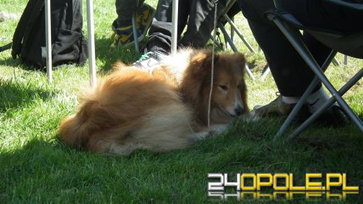 Wystawa  psów w Mosznej. Bajkowa sceneria przyciąga miłośników czworonogów