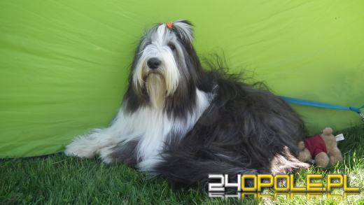 Wystawa  psów w Mosznej. Bajkowa sceneria przyciąga miłośników czworonogów