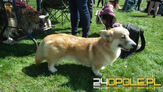Wystawa  psów w Mosznej. Bajkowa sceneria przyciąga miłośników czworonogów