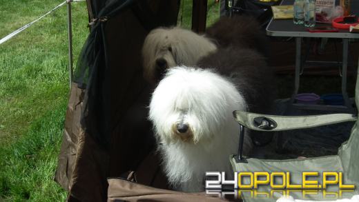 Wystawa  psów w Mosznej. Bajkowa sceneria przyciąga miłośników czworonogów