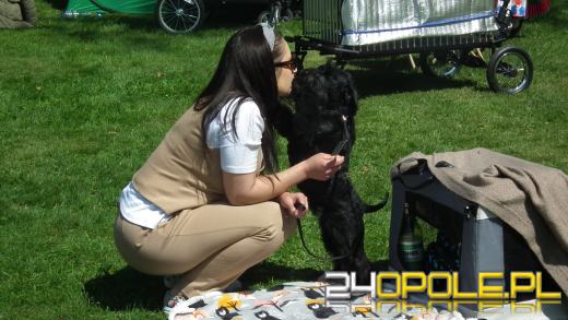 Wystawa  psów w Mosznej. Bajkowa sceneria przyciąga miłośników czworonogów