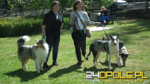 Wystawa  psów w Mosznej. Bajkowa sceneria przyciąga miłośników czworonogów