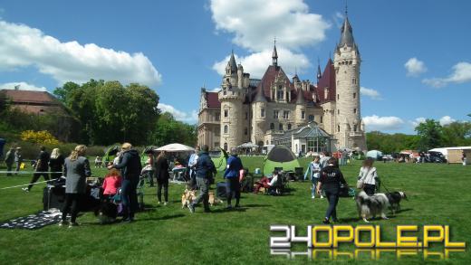 Wystawa  psów w Mosznej. Bajkowa sceneria przyciąga miłośników czworonogów