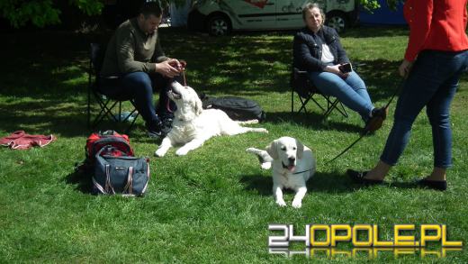 Wystawa  psów w Mosznej. Bajkowa sceneria przyciąga miłośników czworonogów
