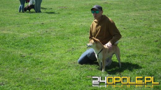 Wystawa  psów w Mosznej. Bajkowa sceneria przyciąga miłośników czworonogów