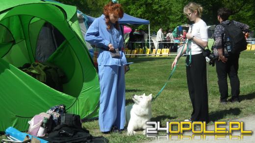 Wystawa  psów w Mosznej. Bajkowa sceneria przyciąga miłośników czworonogów