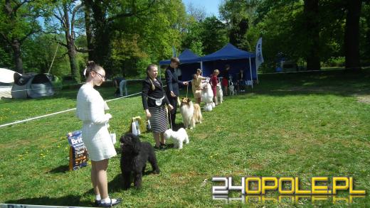 Wystawa  psów w Mosznej. Bajkowa sceneria przyciąga miłośników czworonogów