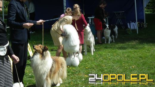 Wystawa  psów w Mosznej. Bajkowa sceneria przyciąga miłośników czworonogów