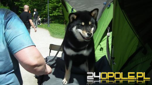 Wystawa  psów w Mosznej. Bajkowa sceneria przyciąga miłośników czworonogów