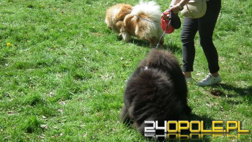 Wystawa  psów w Mosznej. Bajkowa sceneria przyciąga miłośników czworonogów