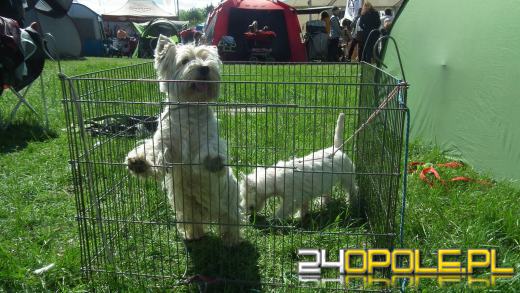 Wystawa  psów w Mosznej. Bajkowa sceneria przyciąga miłośników czworonogów