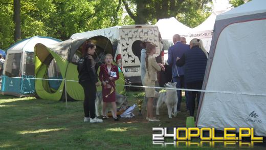 Wystawa  psów w Mosznej. Bajkowa sceneria przyciąga miłośników czworonogów