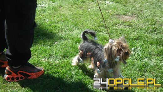 Wystawa  psów w Mosznej. Bajkowa sceneria przyciąga miłośników czworonogów