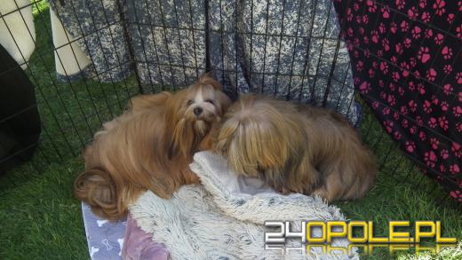 Wystawa  psów w Mosznej. Bajkowa sceneria przyciąga miłośników czworonogów