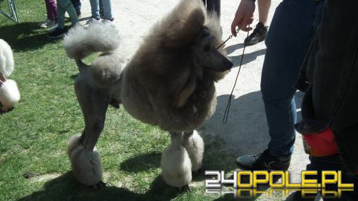 Wystawa  psów w Mosznej. Bajkowa sceneria przyciąga miłośników czworonogów