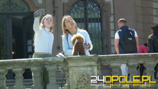 Wystawa  psów w Mosznej. Bajkowa sceneria przyciąga miłośników czworonogów