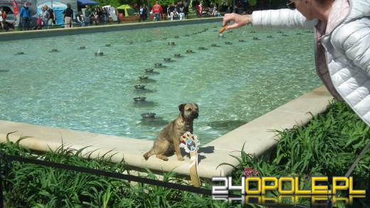 Wystawa  psów w Mosznej. Bajkowa sceneria przyciąga miłośników czworonogów