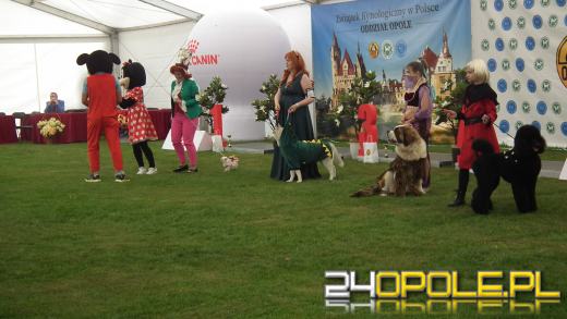 Wystawa  psów w Mosznej. Bajkowa sceneria przyciąga miłośników czworonogów
