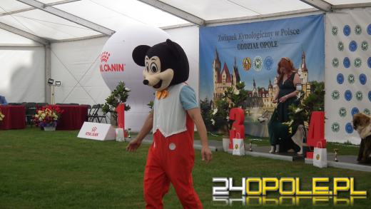 Wystawa  psów w Mosznej. Bajkowa sceneria przyciąga miłośników czworonogów