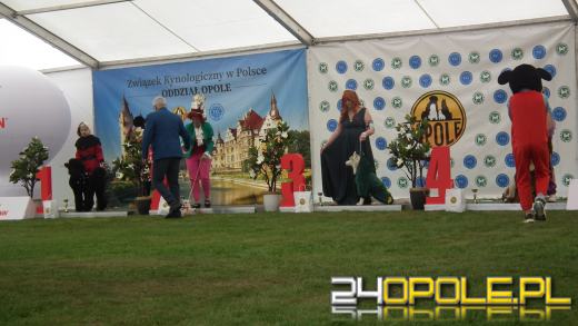 Wystawa  psów w Mosznej. Bajkowa sceneria przyciąga miłośników czworonogów