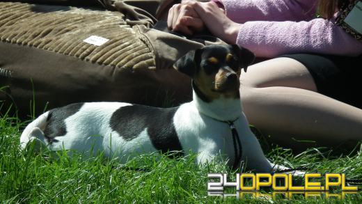 Wystawa  psów w Mosznej. Bajkowa sceneria przyciąga miłośników czworonogów