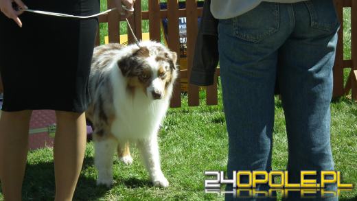 Wystawa  psów w Mosznej. Bajkowa sceneria przyciąga miłośników czworonogów