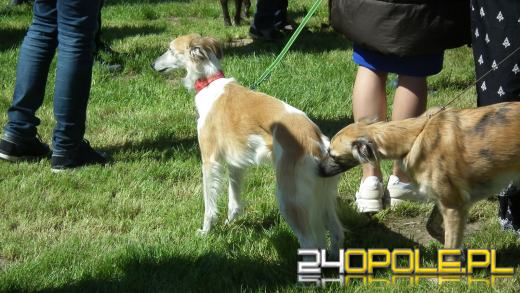 Wystawa  psów w Mosznej. Bajkowa sceneria przyciąga miłośników czworonogów