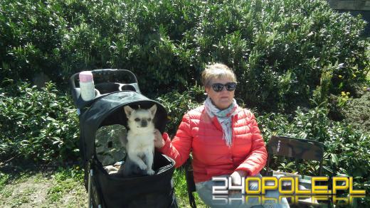 Wystawa  psów w Mosznej. Bajkowa sceneria przyciąga miłośników czworonogów