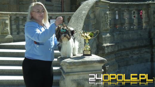 Wystawa  psów w Mosznej. Bajkowa sceneria przyciąga miłośników czworonogów