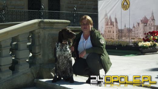 Wystawa  psów w Mosznej. Bajkowa sceneria przyciąga miłośników czworonogów