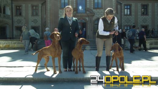 Wystawa  psów w Mosznej. Bajkowa sceneria przyciąga miłośników czworonogów