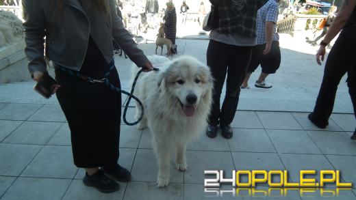 Wystawa  psów w Mosznej. Bajkowa sceneria przyciąga miłośników czworonogów