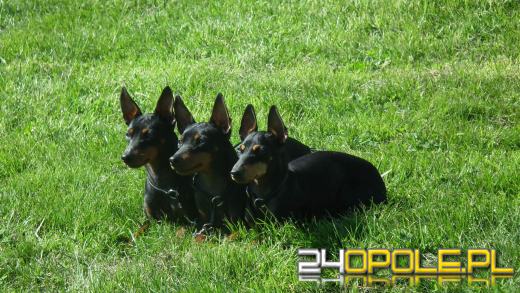 Wystawa  psów w Mosznej. Bajkowa sceneria przyciąga miłośników czworonogów