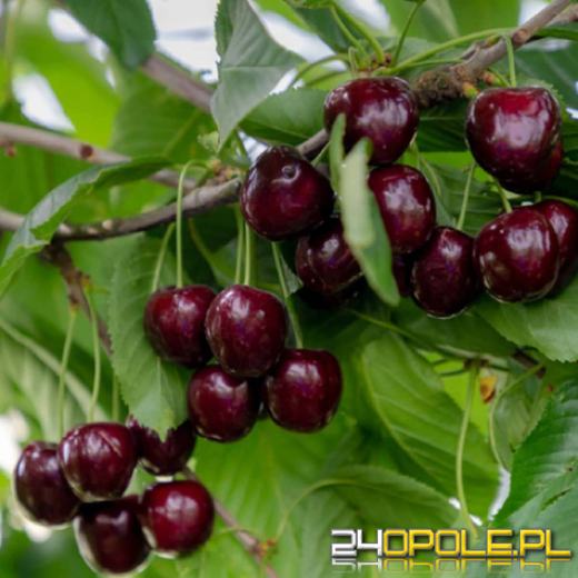 Czereśnia Regina - późna odmiana, która przedłuży sezon owocowy o miesiąc