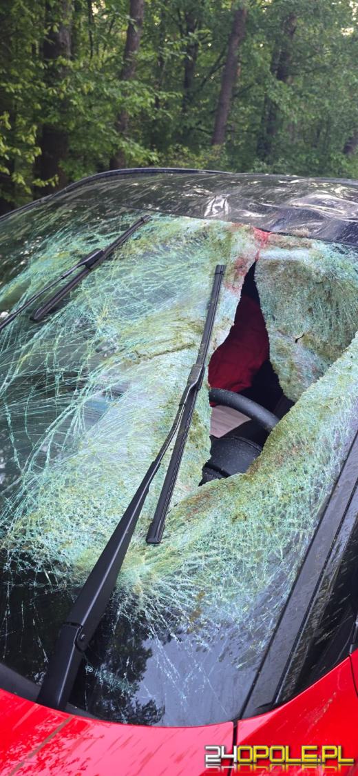 Zderzenie z sarną. Kierowca stracił przytomność - nikt się nie zatrzymał (WIDEO)