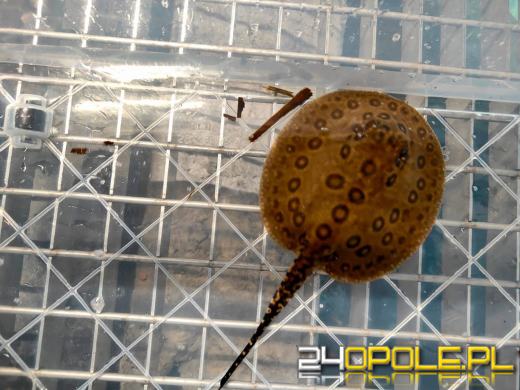 Cztery małe płaszczki przyszły na świat w opolskim zoo