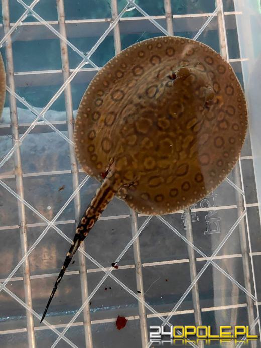 Cztery małe płaszczki przyszły na świat w opolskim zoo